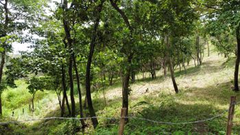VENTA DE LOTE 10,000 m² CARRILLO, GUANACASTE en Belén, Carrillo, Guanacaste — $100,000 - Foto 5 de 6