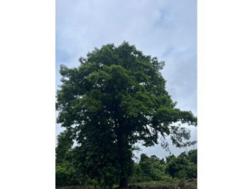 VENTA DE QUINTAS ECOLÓGICAS, LIMÓN, SUERRE, POCOCÍ in Limón — ₡ 17 000 000