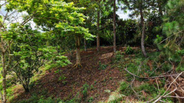 VENTA DE LOTE CON NACIENTE PROPIA EN SAN RAFAEL NORTE, PEREZ ZELEDON in San Isidro De El General, Pérez Zeledón, San José — $54,900
