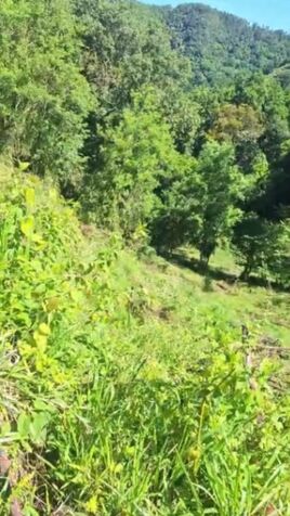 BELLA FINCA VARIOS USOS EN TABARCIA DE MORA, SAN JOSÉ.  en Tabarcia, Mora, San José — ₡ 100 000 000