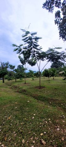 Beautiful property en Peñas Blancas, San Ramón, Alajuela — $128,000