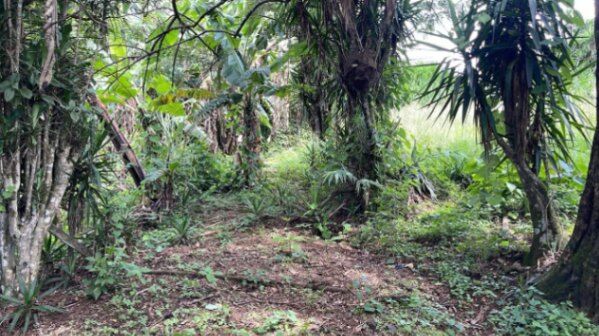 Hermosa finca con vista , lugar tranquilo en Sarchí Sur, Sarchí, Alajuela — ₡ 350 000 000