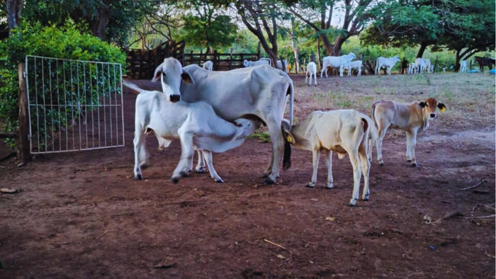 Urban Residential Development in Cabuyal, Guanacaste in Liberia, Guanacaste — $6,300,000 - Photo 2 of 11