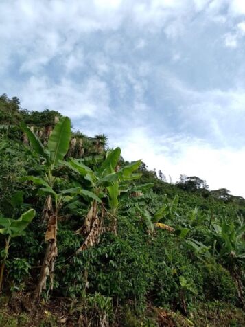 FINCA CAFETALERA en San Isidro De El General, Pérez Zeledón, San José — ₡ 30 000 000