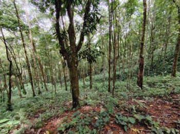 PROPIEDAD DE 3,520 M² EN VENTA – NATURALEZA, FAUNA Y SERVICIOS DISPONIBLES en Savegre, Quepos, Puntarenas — $116,160 - Foto 4 de 10