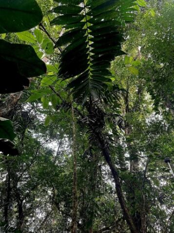 SE VENDE BELLA PROPIEDAD EN PEÑAS BLANCAS, SAN RAMÓN.  en Peñas Blancas, San Ramón, Alajuela — ₡ 18 000 000