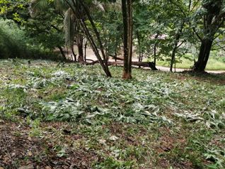 Jardines del Morete en Bahía Ballena, Osa, Puntarenas — $450,000 - Foto 5 de 10