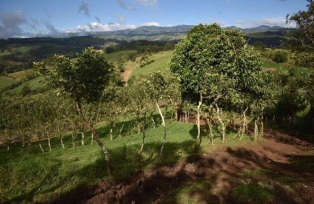 Venta de Lote en San Ramon de Alajuela. RAH 26-84 en Volio, San Ramón, Alajuela — ₡ 140 000 000