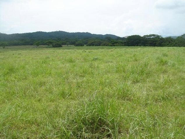 Finca en Guanacaste 5000 Ha mecanizada en Cañas, Guanacaste — $60,000,000 - Foto 2 de 7