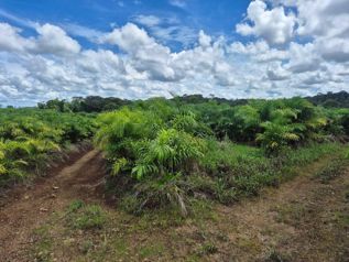 Venta de finca productiva de 77 hectáreas con lagunas y viviendas #26-834 GS en Río Cuarto, Alajuela — $2,135,000 - Foto 5 de 7