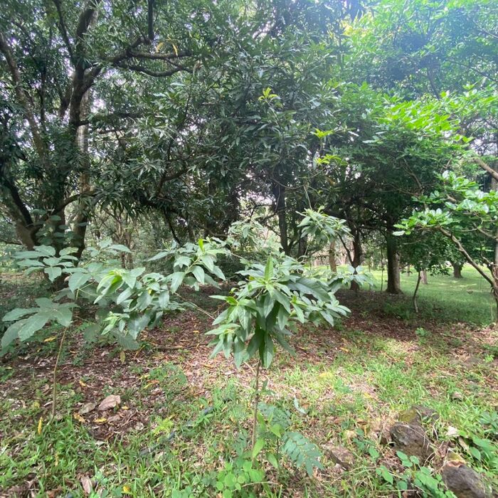 VENTA DE LOTE,  USO MIXTO, ALAJUELA, OROTINA, HACIENDA VIEJA en Hacienda Vieja, Orotina, Alajuela — $275,000