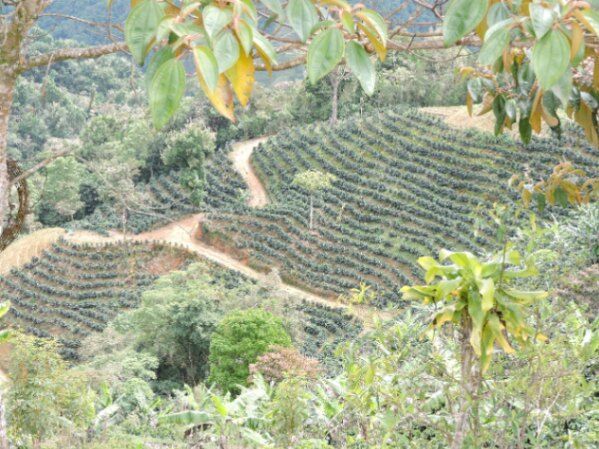 FINCA DE CAFÉ DE 4 HA en Santa María, Dota, San José — ₡ 110 000 000