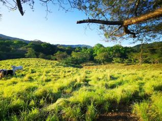 Venta de Finca, Puntarenas, Montaña Grande, Lepanto