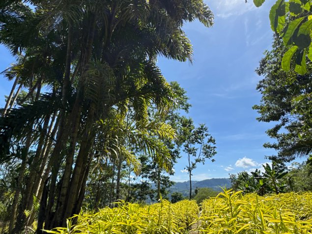 Finca en Producción con Casa en Alto Varas Turrialba 5.000 m² in Turrialba, Cartago — ₡ 63 000 000