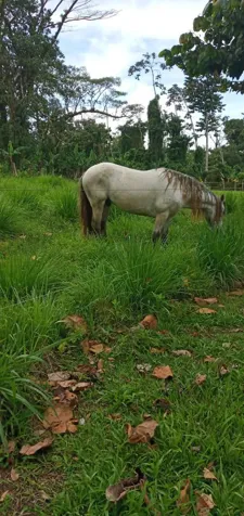 6-Hectare Farm in Upala | House and Stables in Upala, Alajuela — ₡ 100 000 000 - Photo 3 of 6