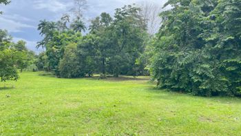 Lote en Venta en La Colonia de Guápiles | 3.149 m² de Naturaleza en Guápiles, Pococí, Limón — 37 000 000 ₡ - Foto 4 de 20