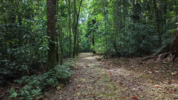 SE VENDE CASA EN SANTUARIO NATURAL CON RESERVA PRIVADA Y CASA DE HUESPEDES EN PEREZ ZELEDON en San Isidro De El General, Pérez Zeledón, San José — $650,000 - Foto 3 de 32