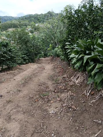 terreno mixto apto para construir con cafè y àrboles frutales. en Corralillo, Cartago — $260,000 - Foto 3 de 10