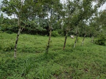TRES LOTES EN VENTA en La Fortuna de San Carlos en La Fortuna, San Carlos, Alajuela — 22 000 000 ₡ - Foto 5 de 5