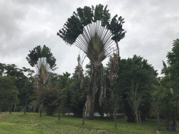 MLS-25-1082 VENTA FINCA CON CASA GUACIMO LIMON in Guácimo, Limón — ₡ 180 000 000