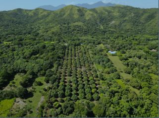 Productive Mango Farm for Sale – Turrubares