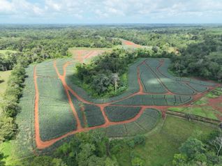 Finca de 67 hectáreas con producción de piña en Los Lirios, Alajuela en San Jorge, Los Chiles, Alajuela — $1,300,000 - Foto 5 de 8