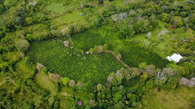FINCA PRIVADA DE 1.9 HA EN SANTA ELENA – TERRENO APROVECHABLE, BOSQUE Y ENTORNO ESCÉNICO in San Isidro De El General, Pérez Zeledón, San José — $155,000