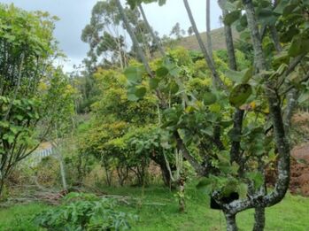 MLS-25-1866 LS VENTA FINCA CON CASA DOTA SAN JOSE in Copey, Dota, San José — 160 000 000 ₡ - Photo 5 of 11