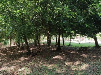 Hermosa finca  in La Tigra, San Carlos, Alajuela — 150 000 000 ₡ - Photo 4 of 13