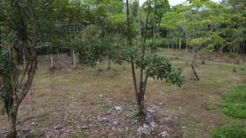 Quintas en la Tigra de San Carlos en La Tigra, San Carlos, Alajuela — 40 000 000 ₡ - Foto 5 de 8