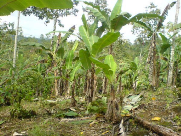 MLS-23-2560 KQ VENTA LOTE LA ORTIGA TURRIALBA  in Santa Teresita, Turrialba, Cartago — ₡ 43 500 000