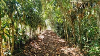 Beautiful land (26+ acres) for sale in the heart of Quizarra in Cajón, Pérez Zeledón, San José — $399,000 - Photo 5 of 23