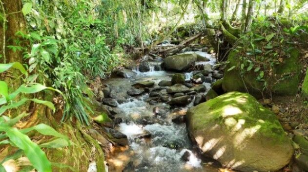 PRIME 1-HECTARE LOT FOR SALE WITH CREEK IN PUEBLO NUEVO DE CAJÓN in Cajón, Pérez Zeledón, San José — $90,000