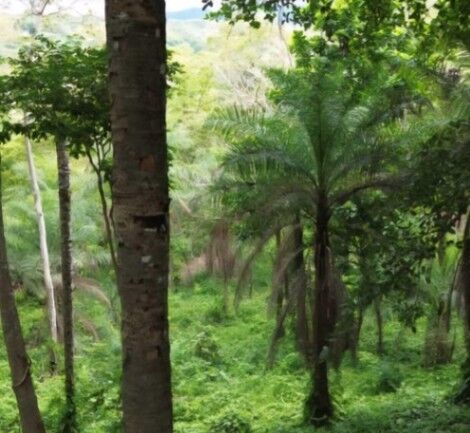 MLS-26-30 LS VENTA LOTE OROTINA ALAJUELA en Orotina, Alajuela — $70,000