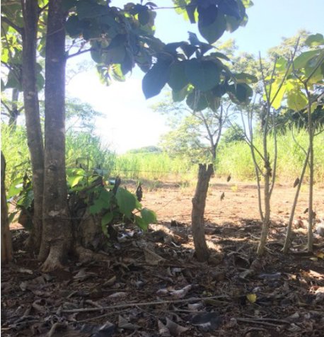 Terreno para Quinta en La Ceiba 7100m2 en La Ceiba, Orotina, Alajuela — $215,000 - Foto 2 de 6