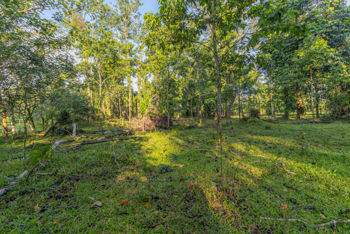 Venta de Finca en La Colonia, Guápiles en San Isidro, San Ramón, Alajuela — 185 000 000 ₡ - Foto 3 de 11