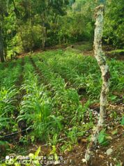 Propiedad el La  Manchuria  en Limoncito, Coto Brus, Puntarenas — $30,000 - Foto 4 de 4