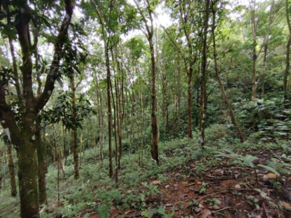 PROPIEDAD DE 3,520 M² EN VENTA – NATURALEZA, FAUNA Y SERVICIOS DISPONIBLES en Savegre, Quepos, Puntarenas — $116,160