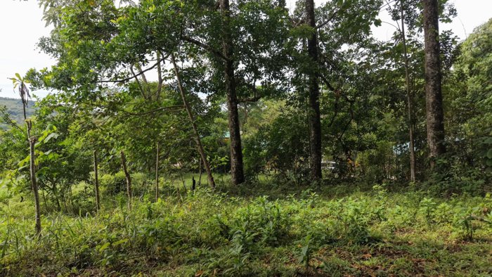 SE VENDE FINCA CON VISTAS AL CHIRRIPO Y ACCESO AL RIO BUENA VISTA en Rivas, Pérez Zeledón, San José — $400,000 - Foto 2 de 22