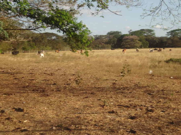 Finca ganadera 380 Ha cerca Tamarindo Guanacaste en Tamarindo, Santa Cruz, Guanacaste — $4,560,000