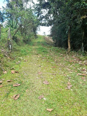 VENTA DE LOTE, LIMÓN, SIQUIRRES, LA ALEGRÍA in La Alegría, Siquirres, Limón — ₡ 70 000 000