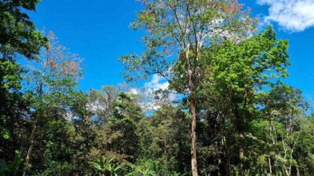 Venta de Finca - Tabarcia de Mora (Calle Vargas) in San Rafael, Alajuela — ₡ 60 000 000