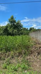 SE VENDE - Lote - Palmar Norte - GANGA - REBAJADO en Palmar, Osa, Puntarenas — 14 500 000 ₡ - Foto 4 de 8
