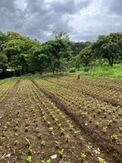 Terreno Exclusivoen San Juan de Grecia en San Juan, Naranjo, Alajuela — 50 000 000 ₡ - Foto 3 de 4