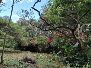 Lote en venta en Rosario de Naranjo in El Rosario, Naranjo, Alajuela — $80,000 - Photo 5 of 12