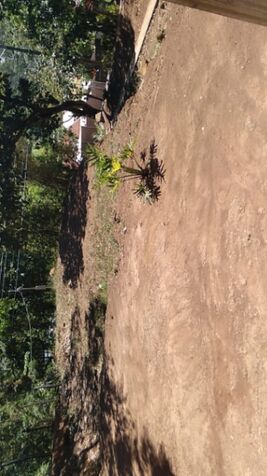 Terreno de 800m2 con casa Orotina- Coyolar en Coyolar, Orotina, Alajuela — ₡ 38 000 000