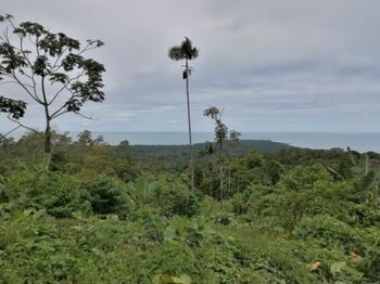 Finca en Venta Cahuita, Talamanca, Limón