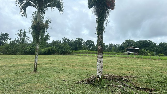 VENTA DE LOTE RESIDENCIAL Y AGRICOLA, LIMON, POCOCI, GUAPILES in Guápiles, Pococí, Limón — $139,900