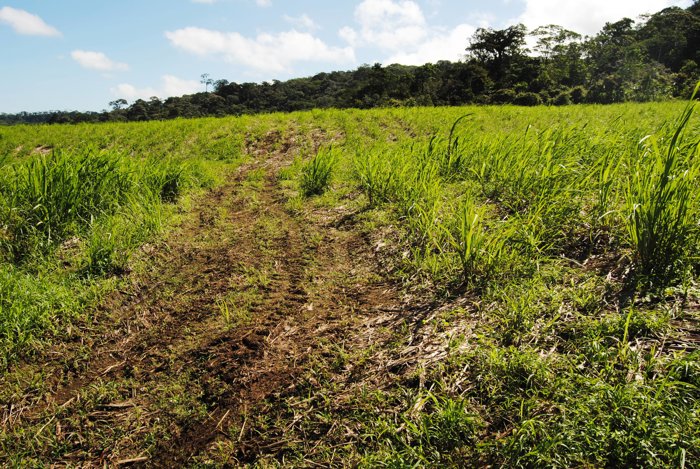 Venta Finca Cuidad Quesada San Carlos en Quesada, San Carlos, Alajuela — $2,500,000
