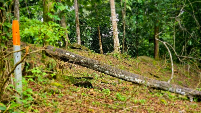SE VENDE TERRENO LISTO PARA CONSTRUIR CERCA DE LA PLAYA Y JUNTO AL RIO en Bahía Ballena, Osa, Puntarenas — $185,000